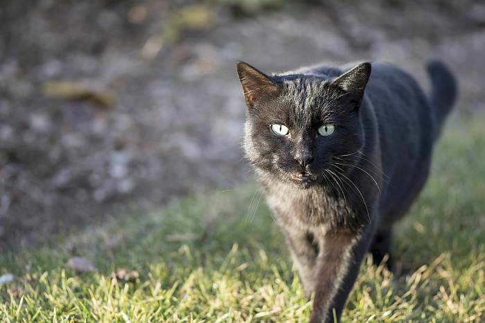 Черная кошка с зелеными глазами, фото фотография кошки