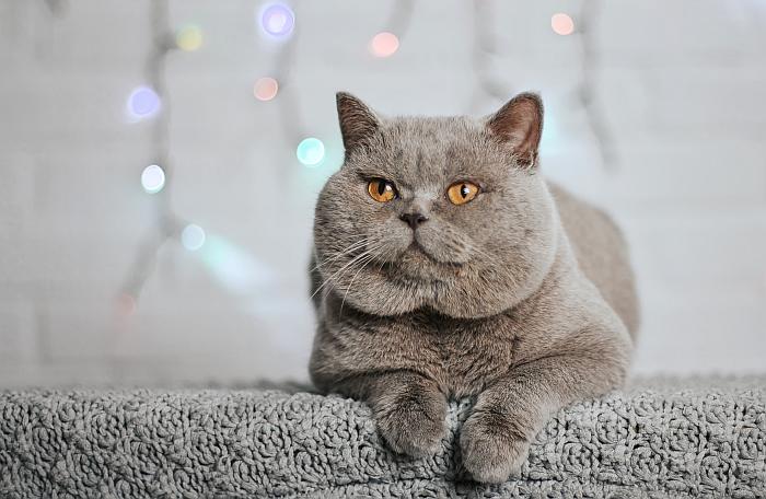 Британский голубой кот, фотография фотография кошки