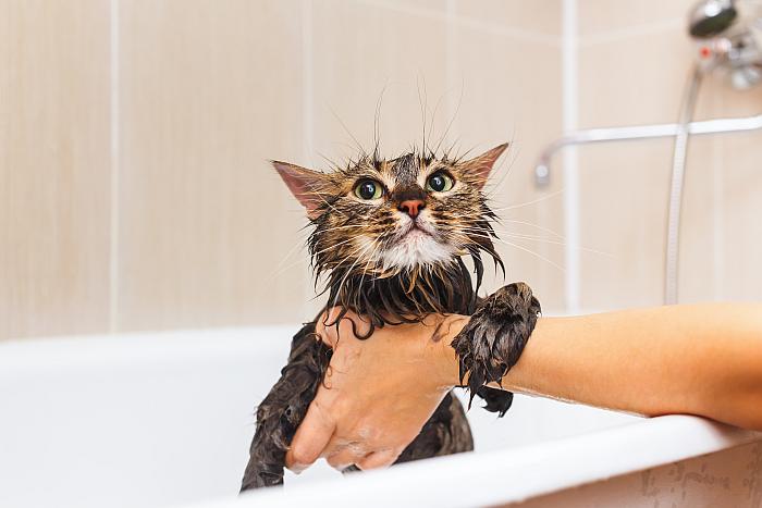 Мокрый кот, фото кошки фотография