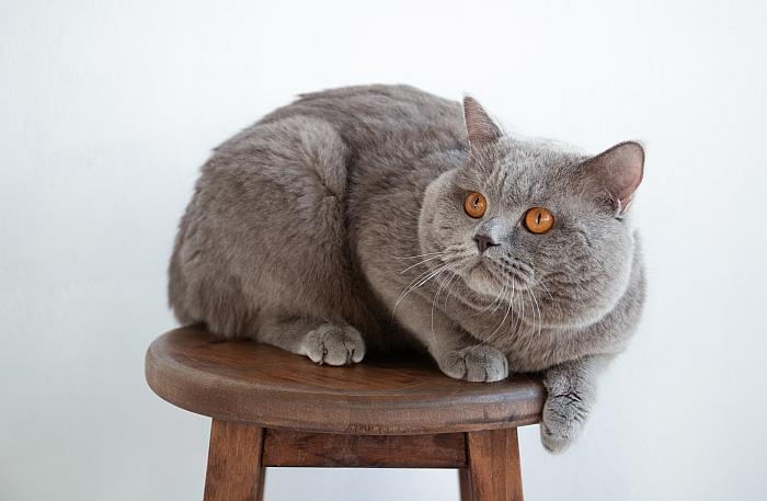 Британский короткошерстный кот, кошки фото поведение кошки