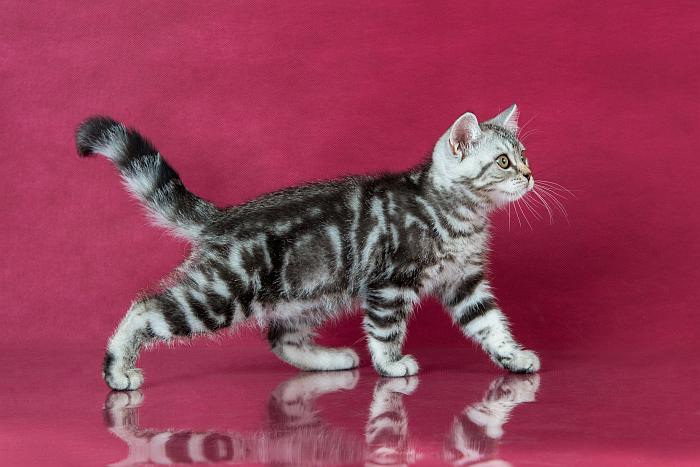 Британский котенок, фото породы кошки фотография