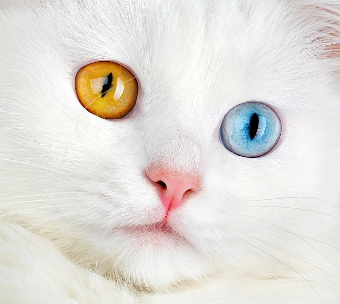 Белый котенок с разными глазами, фото фотография