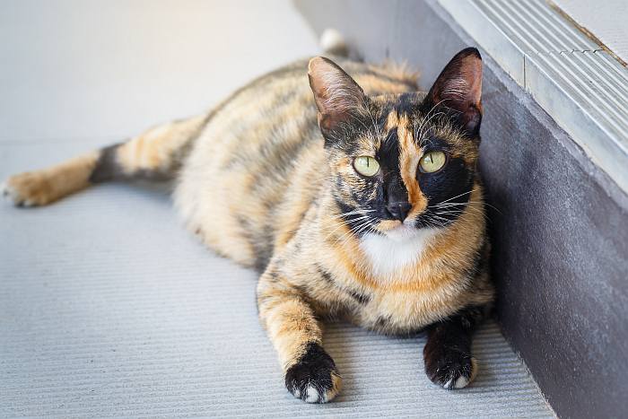 Кошка черепахового окраса, фото поведение кошки фотография