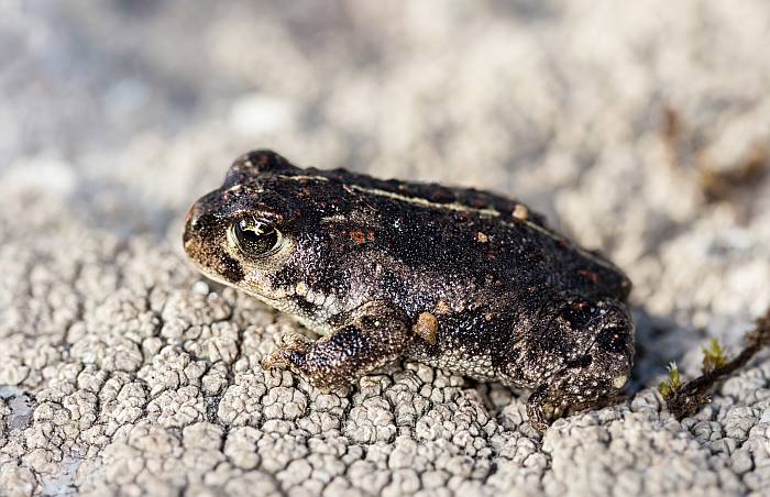Камышовая жаба (Epidalea calamita), фото амфибии фотография