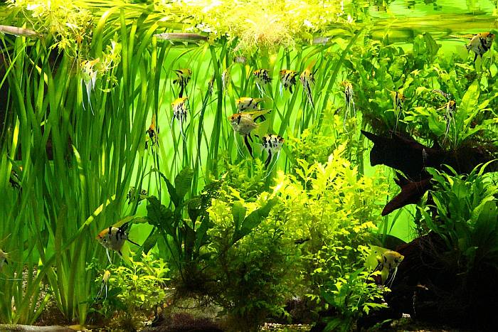 Пресноводный аквариум со скаляриями, фото фотография содержание рыб 