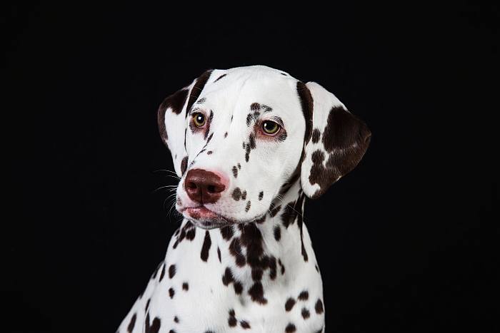 Далматин, далматинец, фото породы собак картинка