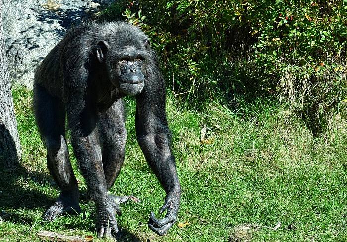 Шимпанзе, шимпандзе, фото фотография приматы