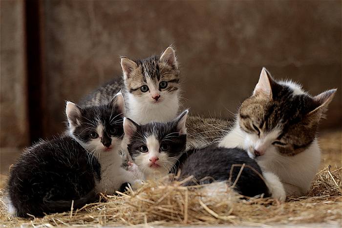 Мама кошка с котятами, фото фотография 