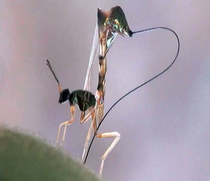 Оса Apocryta westwoodi, фото фотография насекомые