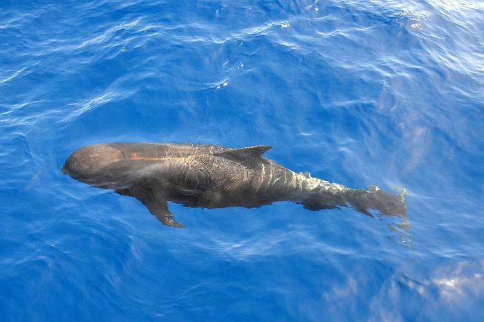 Гринда, дельфин, фото фотография морские млекопитающие