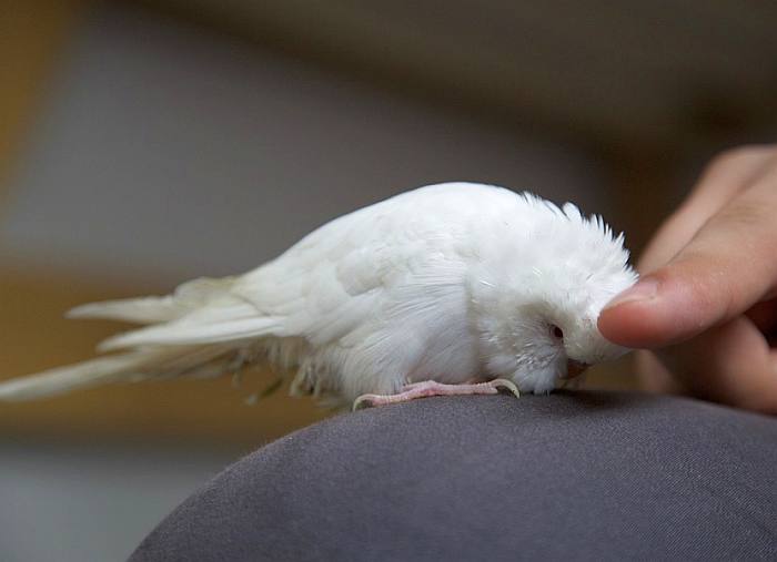 Белый волнистый попугайчик, фото фотография