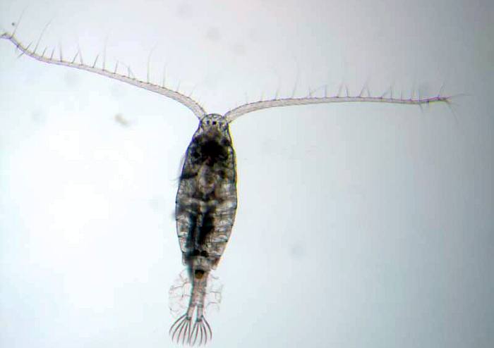 Представитель зоопланктона (Diaptomus), фото фотография беспозвоночные