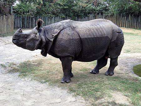 Индийский носорог (Rhinoceros unicornis), фото непарнокопытные фотография животные