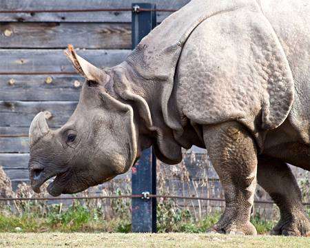 Индийский носорог (Rhinoceros unicornis), фотография непарнокопытные фото