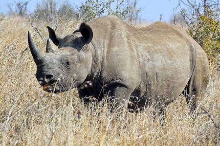 Черный носорог (Rhinoceros bicornis), фото непарнокопытные фотография дикие животные