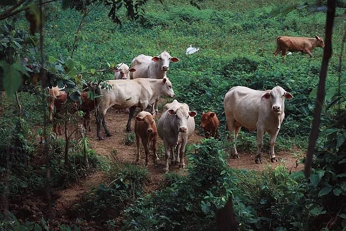 Коровы на лугу, фото фотография