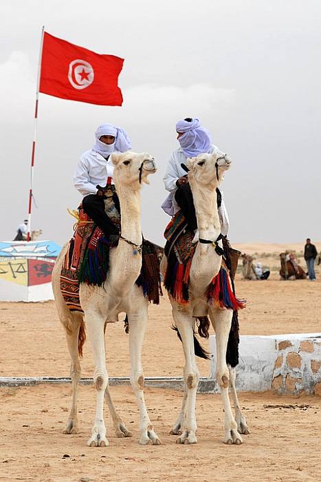 Беговые верблюды на скачках, фото фотография домашние животные
