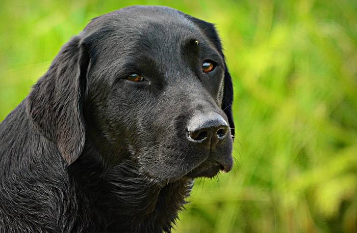 Черный лабрадор-ретривер, фото фотография собаки