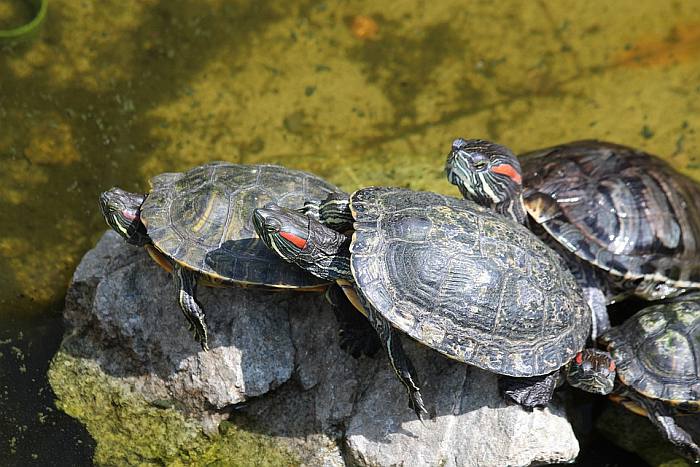 Красноухие черепахи, фото фотография рептилии