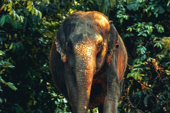 Азиатский слон (Elephas maximus), фото фотография 