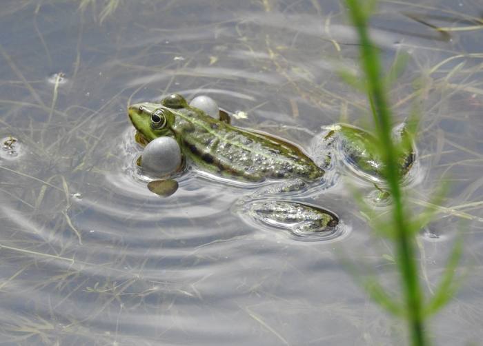 Поющий самец лягушки, фотография фото амфибии
