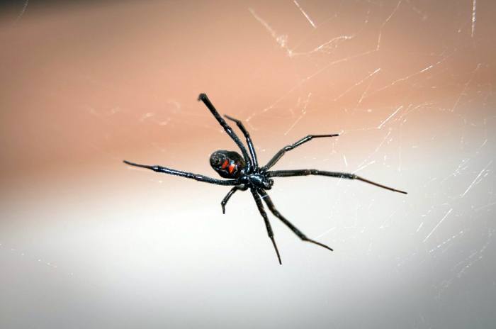 Черная вдова (Latrodectus mactans), фото фотография пауки