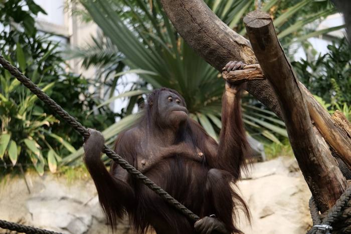 Самка орангутана, фото фотография приматы