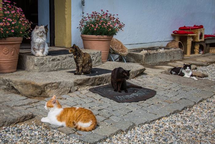 Кошки в приюте, фото фотография