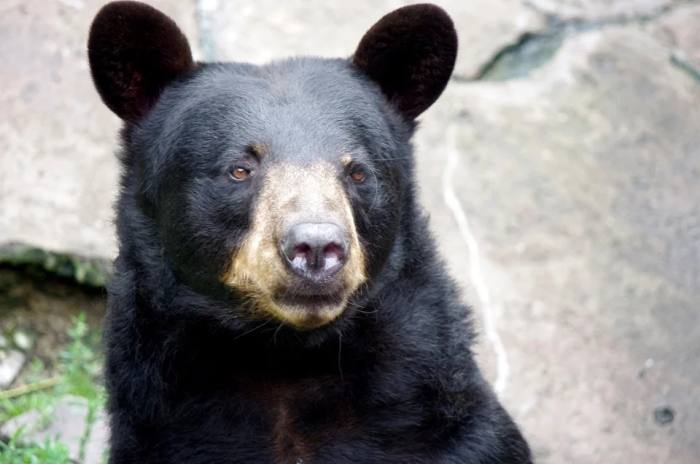Барибал, или чёрный медведь (лат. Ursus americanus), фото фотография хищники