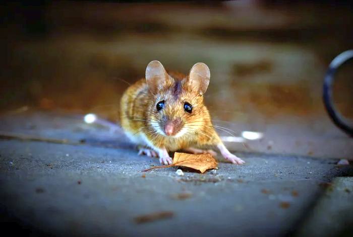 Домовая мышь (Mus musculus), фото фотография грызуны