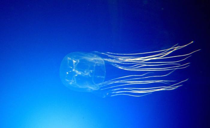 Медуза морская оса, фото фотография стрекательные