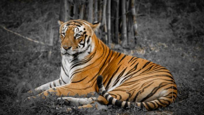 Бенгальский тигр, фото фотография хищники