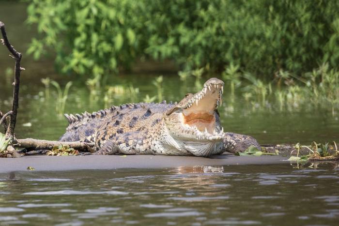 Крокодил, фото фотография рептилии