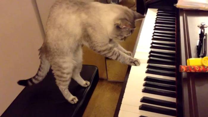 Кот играющий на пианино, фото фотография 