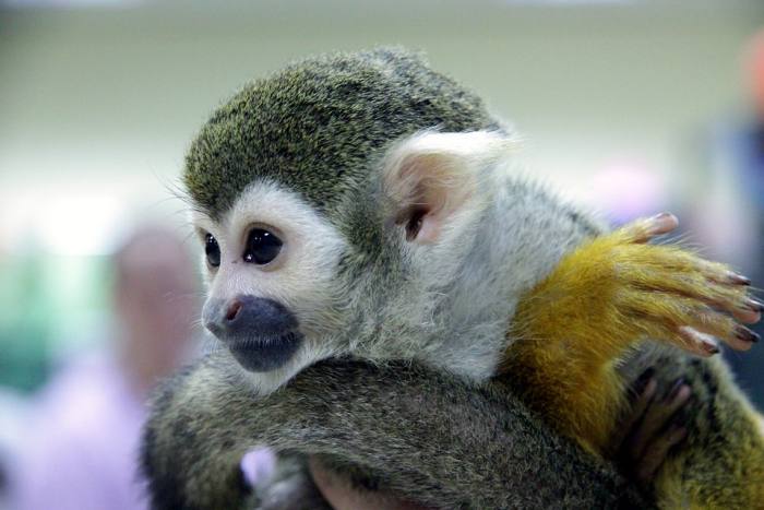 Обыкновенная беличья обезьяна, или беличий саймири (лат. Saimiri sciureus), фото фотография приматы