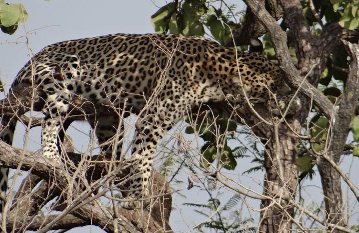 Индийский леопард (Panthera pardus fusca), фото фотография хищники