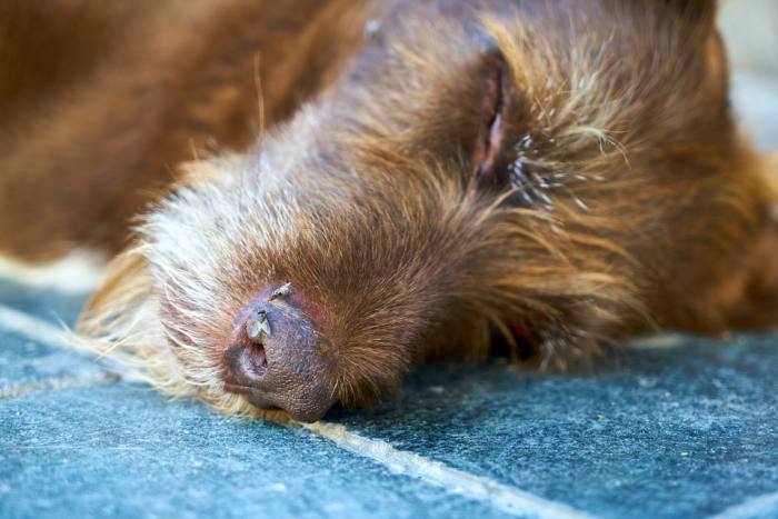 Спящая старая собака, фото фотография питомцы