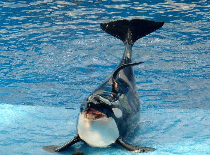 Косатка (Orcinus orca), фото фотография киты
