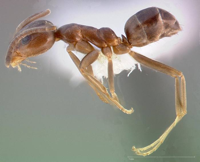 Аргентинский муравей (Linepithema humile), фото фотография насекомые