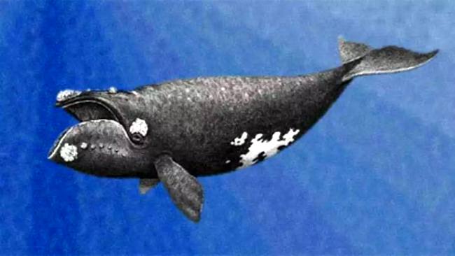 Японский гладкий кит (Eubalaena japonica), фото фотография киты