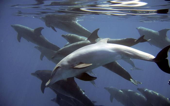 Дельфины, фото фотография киты