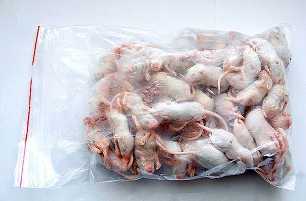 Замороженные (кормовые) мыши, фото фотография грызуны