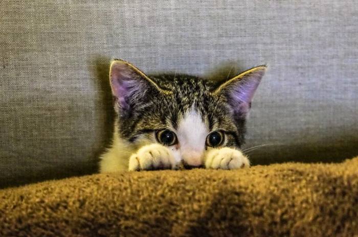 Домашняя кошка в диване, фото фотография 
