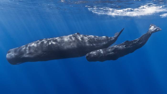 Кашалоты (Physeter macrocephalus), фото фотография киты