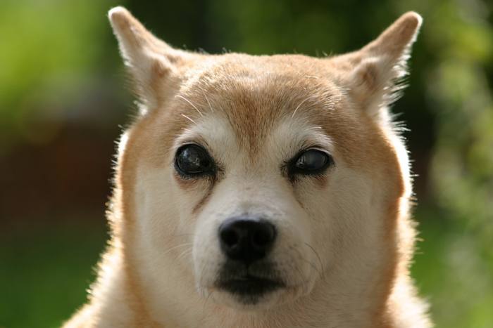 Слепая шиба-ину сиба, фото фотография собаки