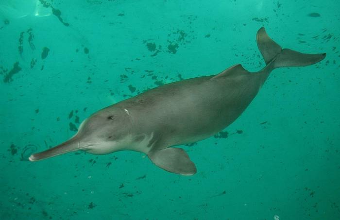 Китайский пресноводный дельфин (Lipotes vexillifer), фото фотография, морские млекопитающие