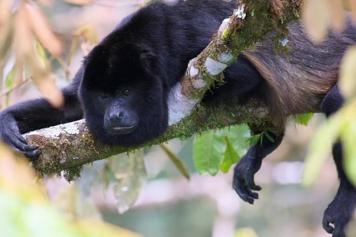 Колумбийский ревун (Alouatta palliata), фото фотография приматы
