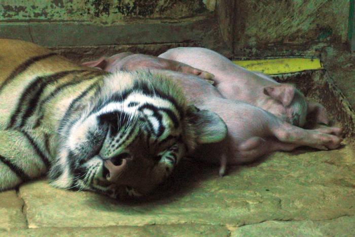 Тигрица с поросятами, фото фотография хищники
