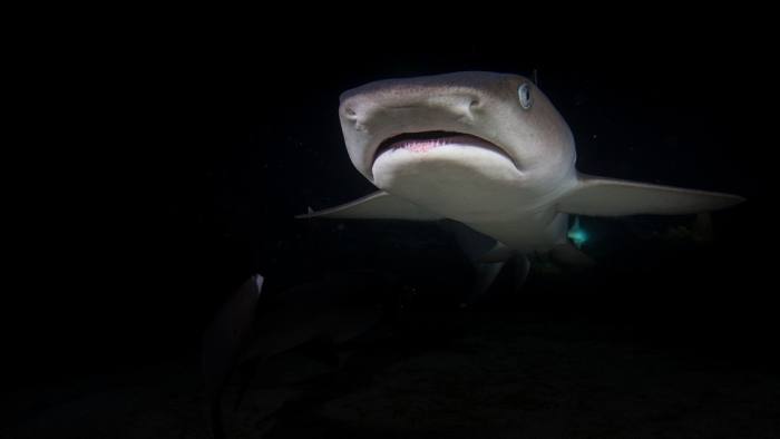 Акула во тьме, фото фотография рыбы