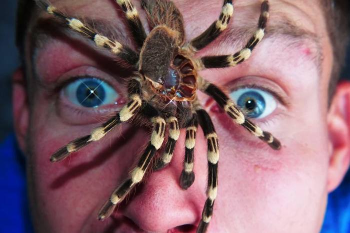 Большой паук и испуганный мужчина, фото фотография 